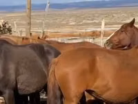 Stute, Kazakh horse — Foto 3