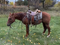 Hengst, Quarter Horse — Foto 3