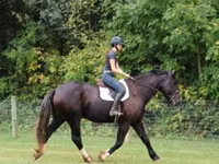 Hengst, Percheron — Foto 7