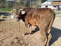Kuh, Swiss cattle — Foto 3