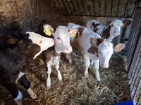Cow, Simmental cattle — photo 2