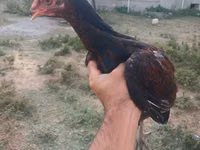 Chickens — Foto 2