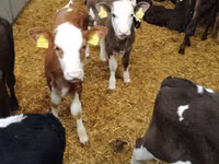 Bull, Cattle — photo 3