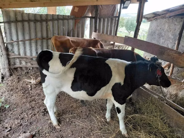 Bull, Russian Black pied cattle