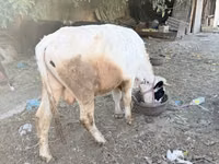 सांड, मवेशी — फ़ोटो 1