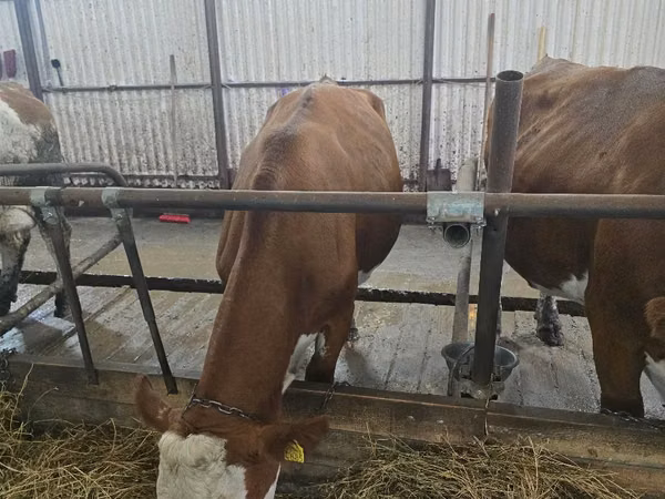 Vaca, Simmental cattle