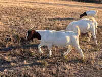 Cabra, Boer goat — foto 3
