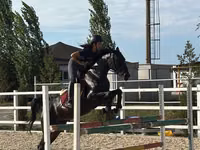 Yegua, Friesian sport horse — foto 1