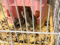 2 eded hamster qefesi ve apilkasi ile birlikde verirem qefes baha — الصورة 4