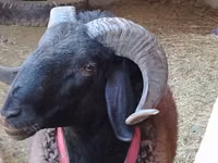 मेढ़ा, Blackheaded Persian sheep — फ़ोटो 1