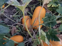 Продаю тыкву для животных — Foto 3