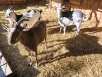 Billy Goat, Goats — photo 1
