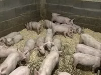 Boar — photo 4