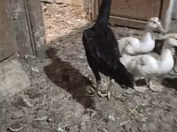 Chickens — Foto 3