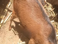 Ziege, Alpine goat — Foto 4