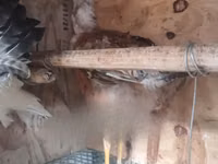 Chickens — Foto 4