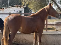 Stute, Arabian horse — Foto 4