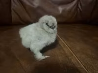 Silkie — photo 2