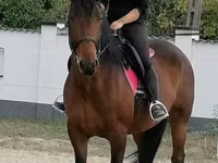 Stute, Hungarian horse breed — Foto 1