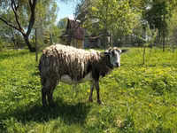 Goat, Kejobong goat — photo 1