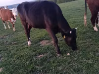 母牛, Simmental cattle — 照片 3