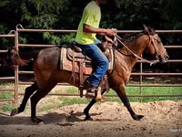 Mare, Standardbred — photo 6