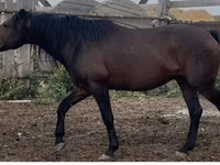 公马, Kushum Horse — 照片 2