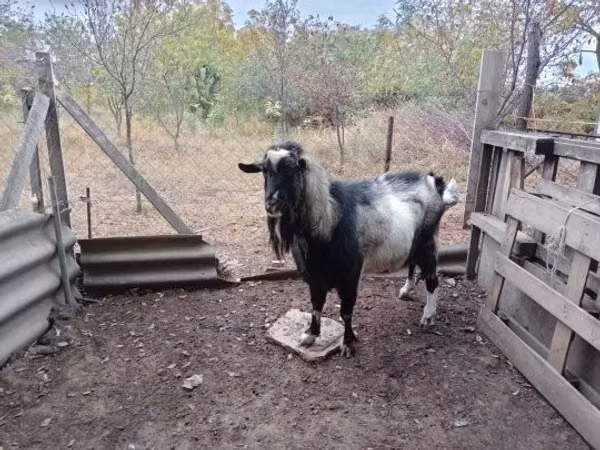 Коза, Козлы