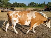 Vaca, Simmental cattle — foto 1