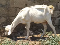 Ziege, Saanen goat — Foto 1