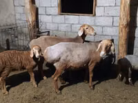 母羊, Sheep — 照片 2