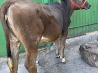 Kuh, Swiss cattle — Foto 1