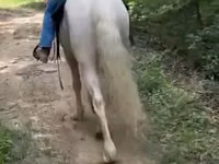 Horse (M), Kentucky mountain daddle horse — photo 2