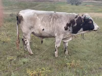Bull, Simmental cattle — photo 1