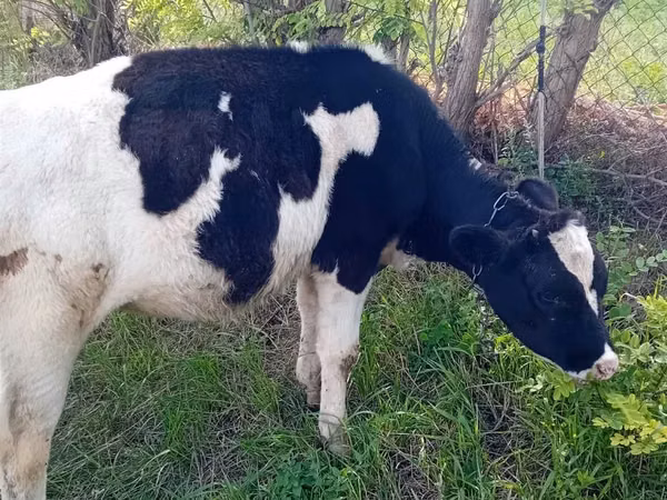 بقرة, Russian Black pied cattle