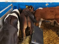 Bulle, Simmental cattle — Foto 2