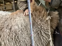 نعجة, Arashan sheep — الصورة 5