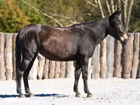 Stute, Mule — Foto 1