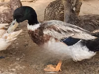 روان — الصورة 5