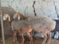 Sheep, Afghan Arabi sheep — photo 2