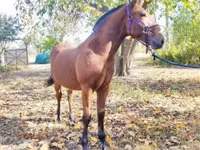Hengst, Nonius horse — Foto 5