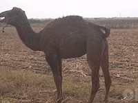 Camellos (lote, sexo no especificado), Kazakh Bactrian camel — foto 1