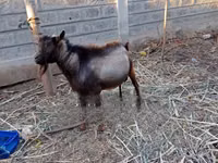 Ziegenbock, Alpine goat — Foto 3