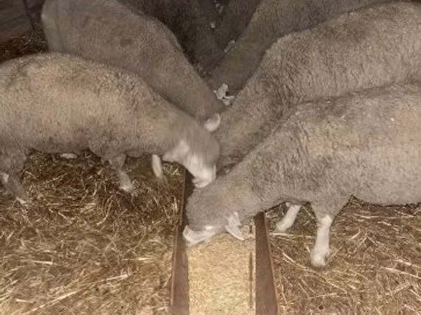 Widder, Ile-de-France sheep