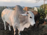Toro, Brahman — foto 1