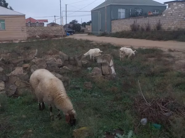 Ovejas (lote, sexo no especificado), Ovejas