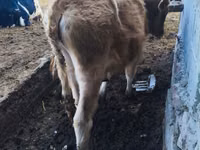 ثور, Russian Black pied cattle — الصورة 6