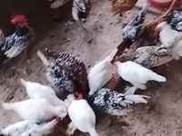 सेब्राइट — फ़ोटो 2