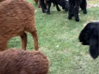 Cabras (lote, sexo no especificado), Cabras — foto 1