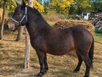 Caballo, Caballos — foto 2
